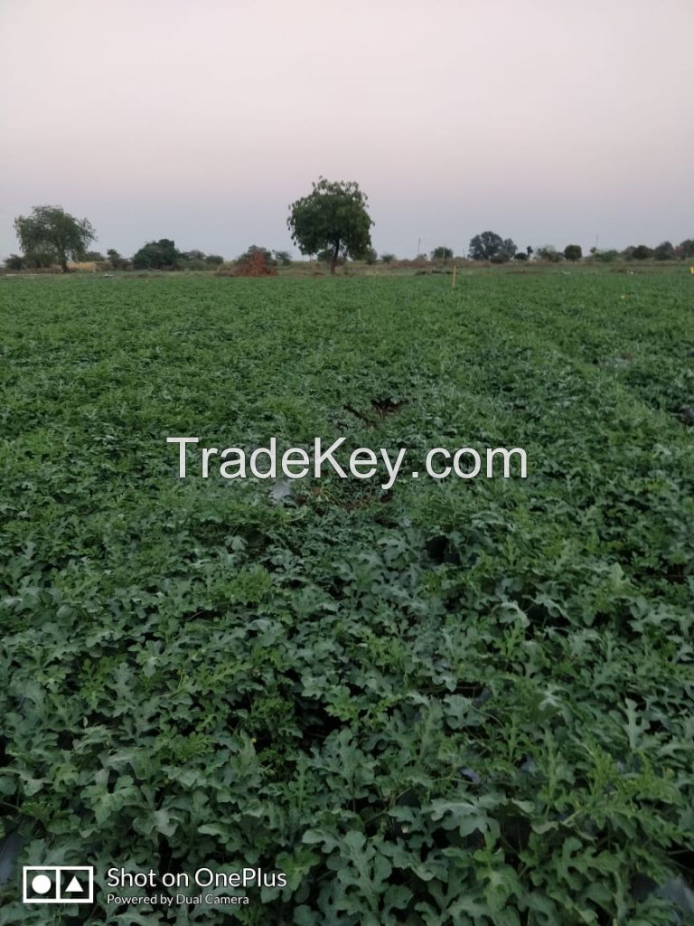 Watermelon Producer