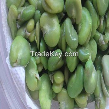 High Quality Broad Bean Fava Bean horse beans 