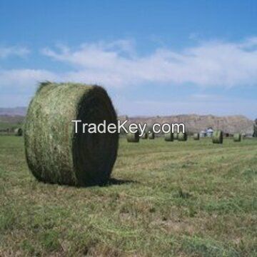 Trusted Exporter of Best Selling Agriculture Grade Animal Feed Alfalfa Hay for Wholesale Purchase at Bulk Price