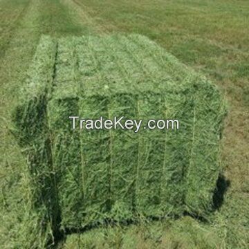 Trusted Exporter of Best Selling Agriculture Grade Animal Feed Alfalfa Hay for Wholesale Purchase at Bulk Price