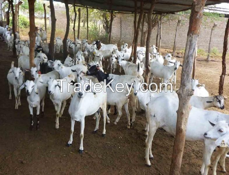 Full Breed Boer Goats / Boer Goats / Saanen Goats / Anglo-Nubian Goats For Sale