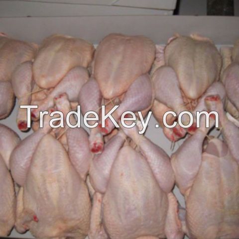 EXPORT GRADE HALAL FROZEN WHOLE CHICKEN, CHICKEN FEET, CHICKEN PAW AND ALL OTHER PARTS