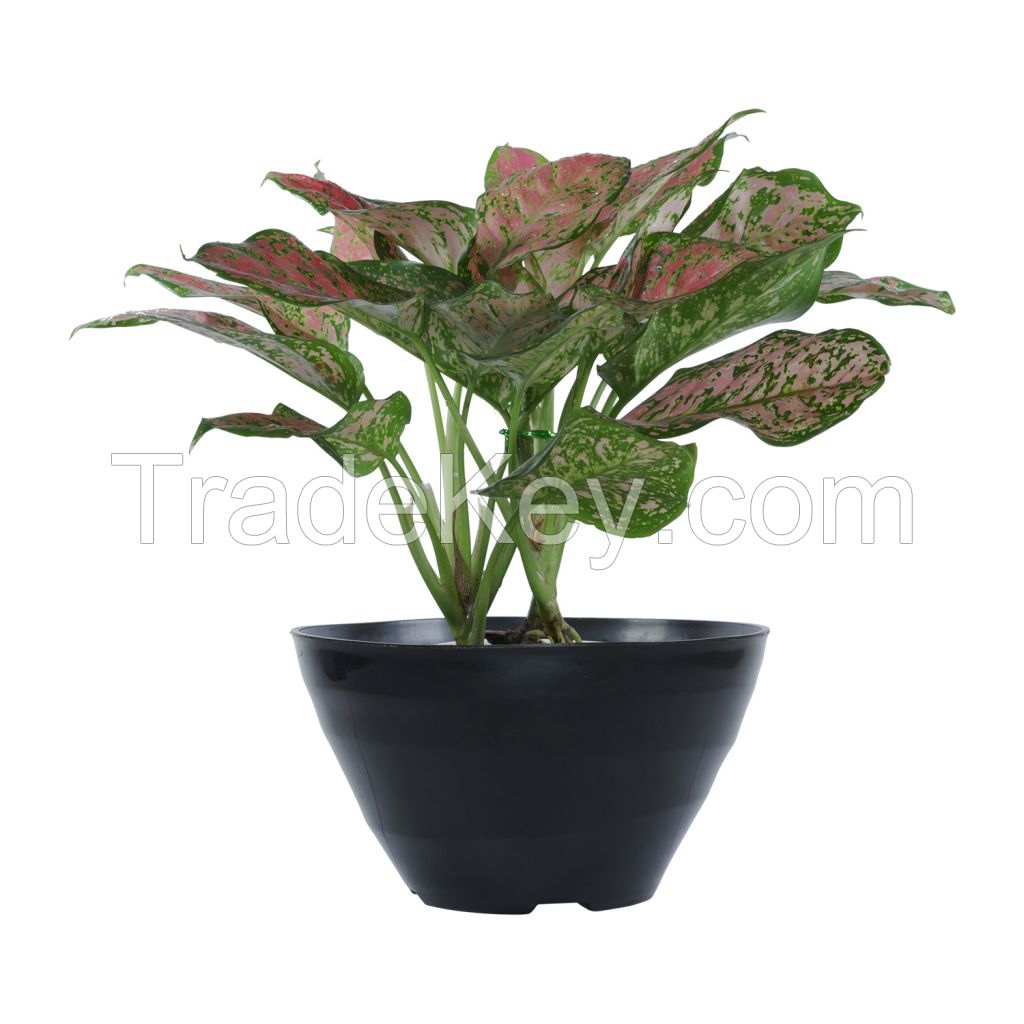 WAVE PLANT POT