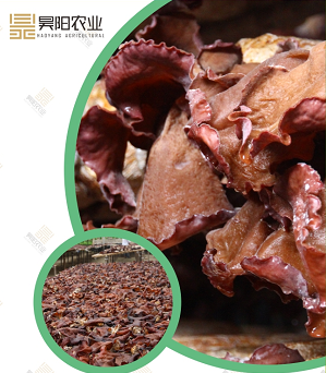 auricularia Polytricha