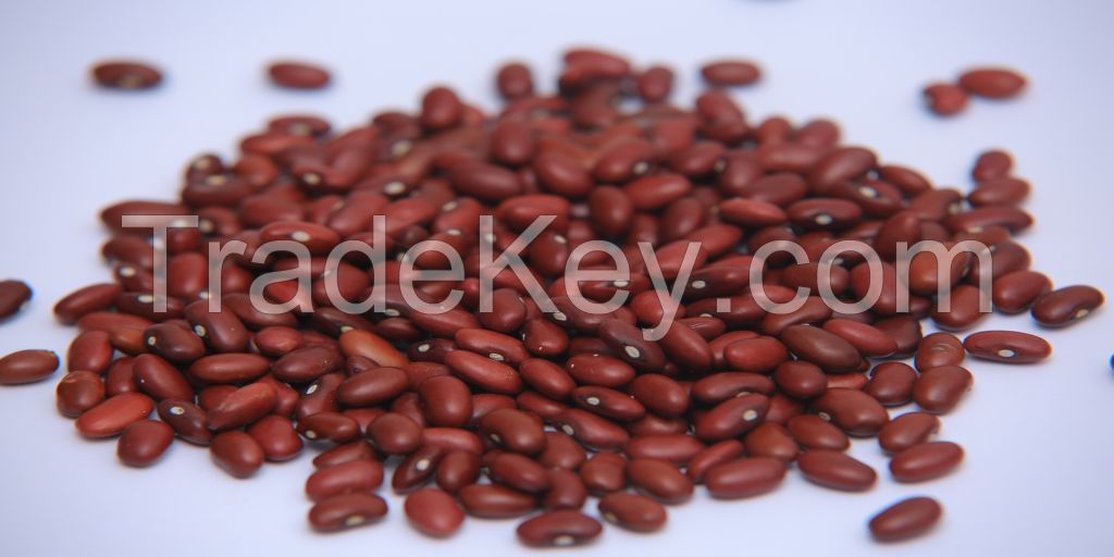 Kidney Beans 