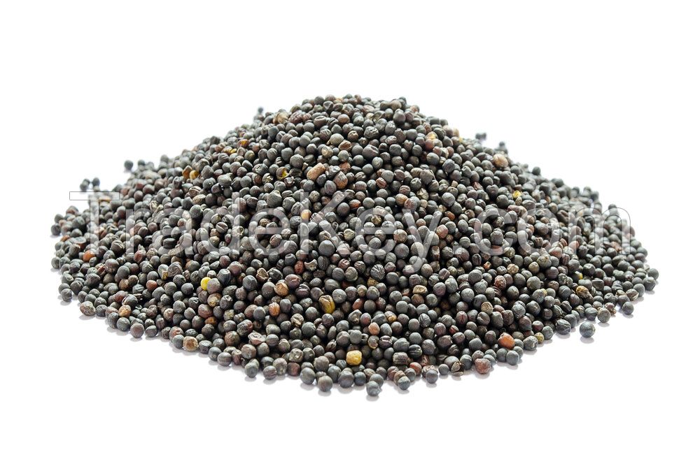 Canola Seeds