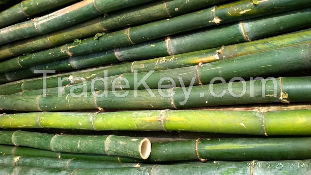 Bamboo Poles