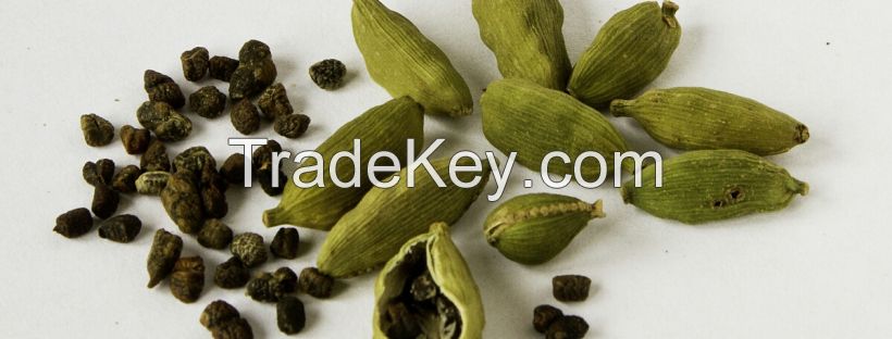 Spicy  Cardamom 