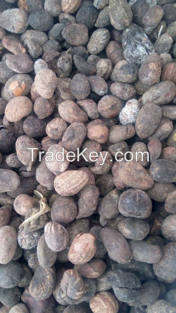 Shea Butter seeds