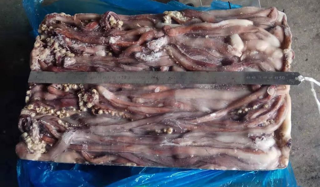 giant squid dosidicus gigas sexual tentacle