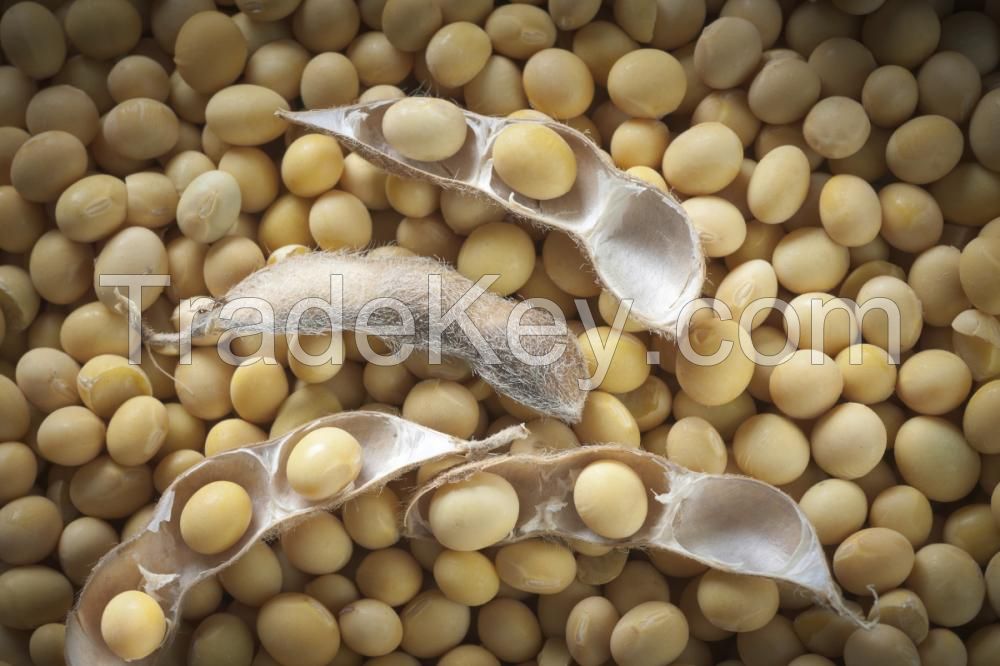 SOYA BEANS FROM NIGERIA By SPINIVERSE BUILDORA LIMITED, Nigeria