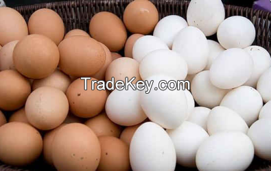 Fresh Chicken Eggs