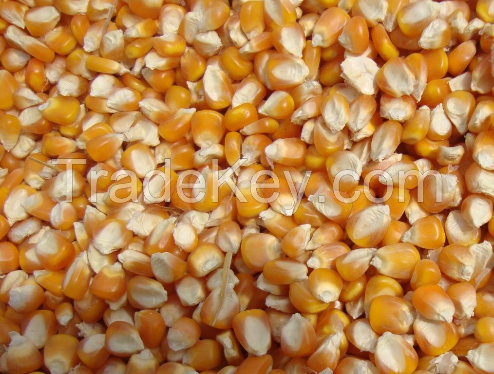 Maize corn