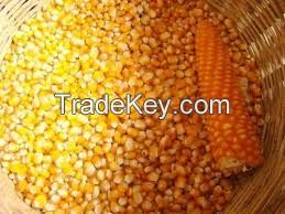 Yellow Corn - Maize