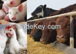 Livestock - animals
