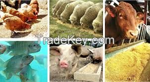 Animal Feed - Soybean