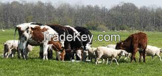 Livestock - animals
