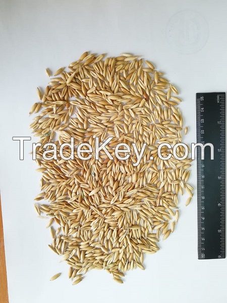 Food oats FOB Russia