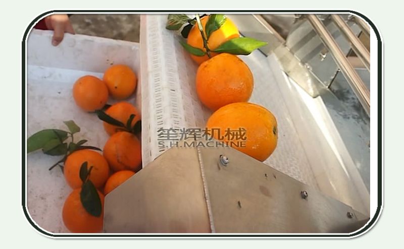 Ozone bubble vegetable washing machine