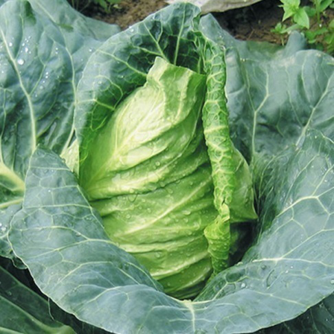 chinese cabbage seeds f1 hybrid
