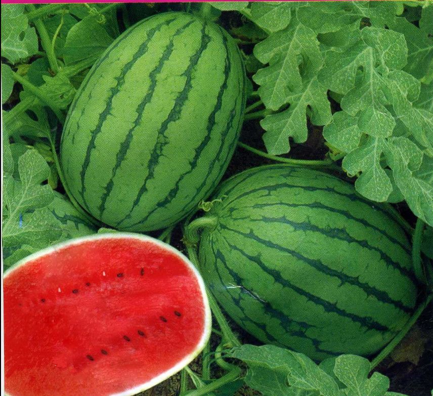 Improve No.5 big size oval shape hybrid f1 watermelon seeds