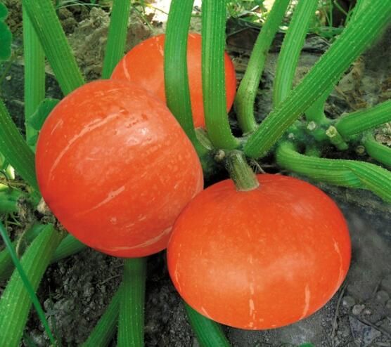 china red skin pumpkin f1 hybrid seeds