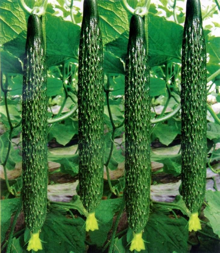 f1 hybrid cucumber seeds SXC No.1