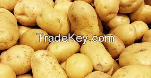 Fresh Potatoes