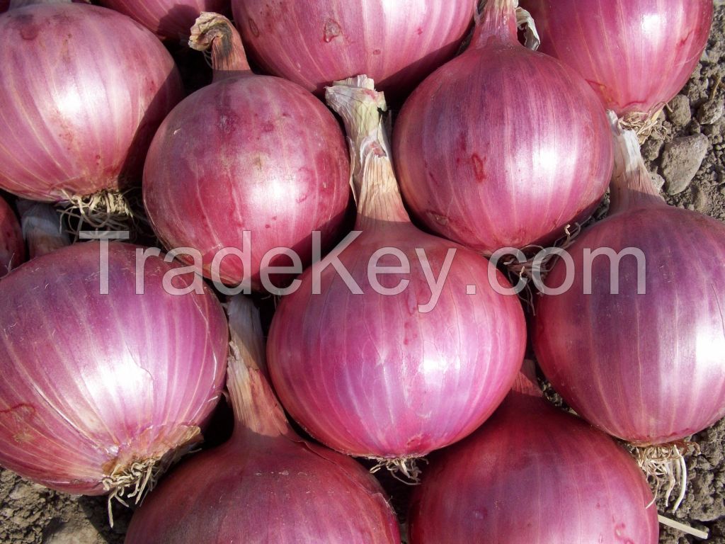 Onions