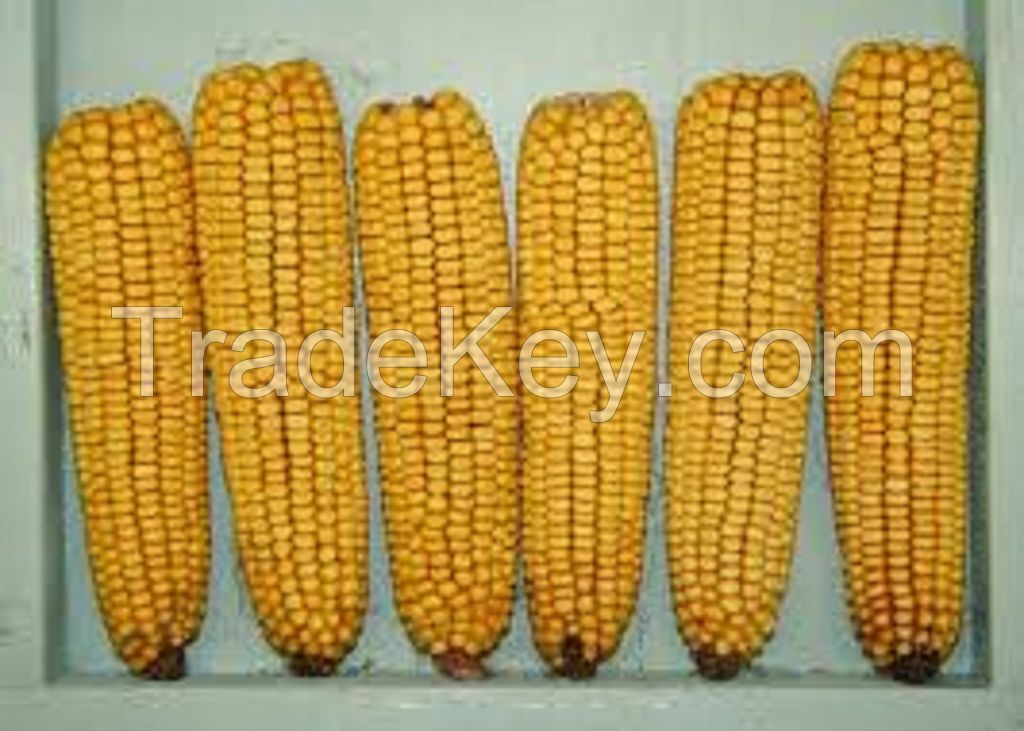 New Crop Yellow Dehydrated Vegetable Sweet Corn Kernel With Best Quality 