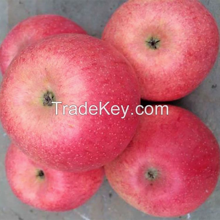 2021 new fresh fruits red Fuji apples