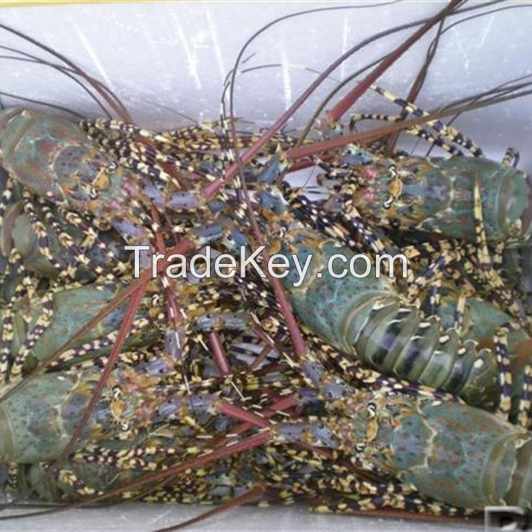 Fresh/Frozen Lobsters available