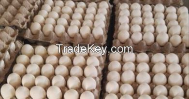 Eggs and Egg Products 