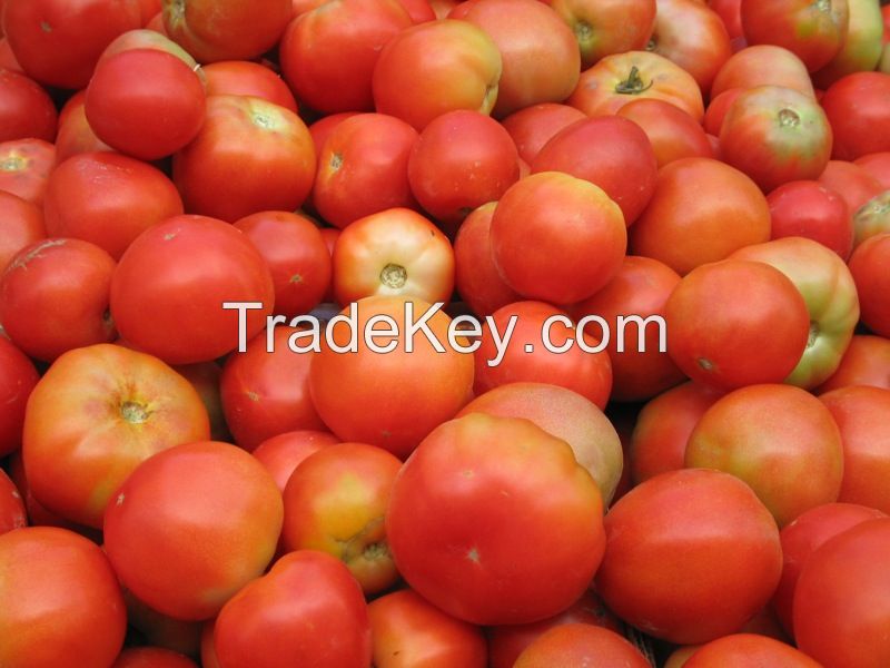 Fresh Tomato