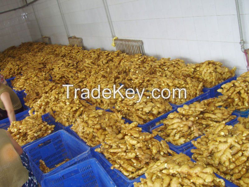 Quality fresh and air dried ginger for wholesale