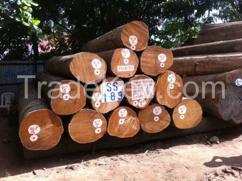 High Quality Round Teak Wood, Doussie, Tali Wood, Padouk, Pine, Boxwood, Azobe Wood and Timber Logs 