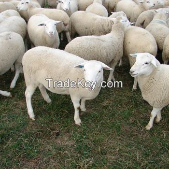 Live Awassi sheep / Merino sheep / Dorper Ewe sheeps and lambs 