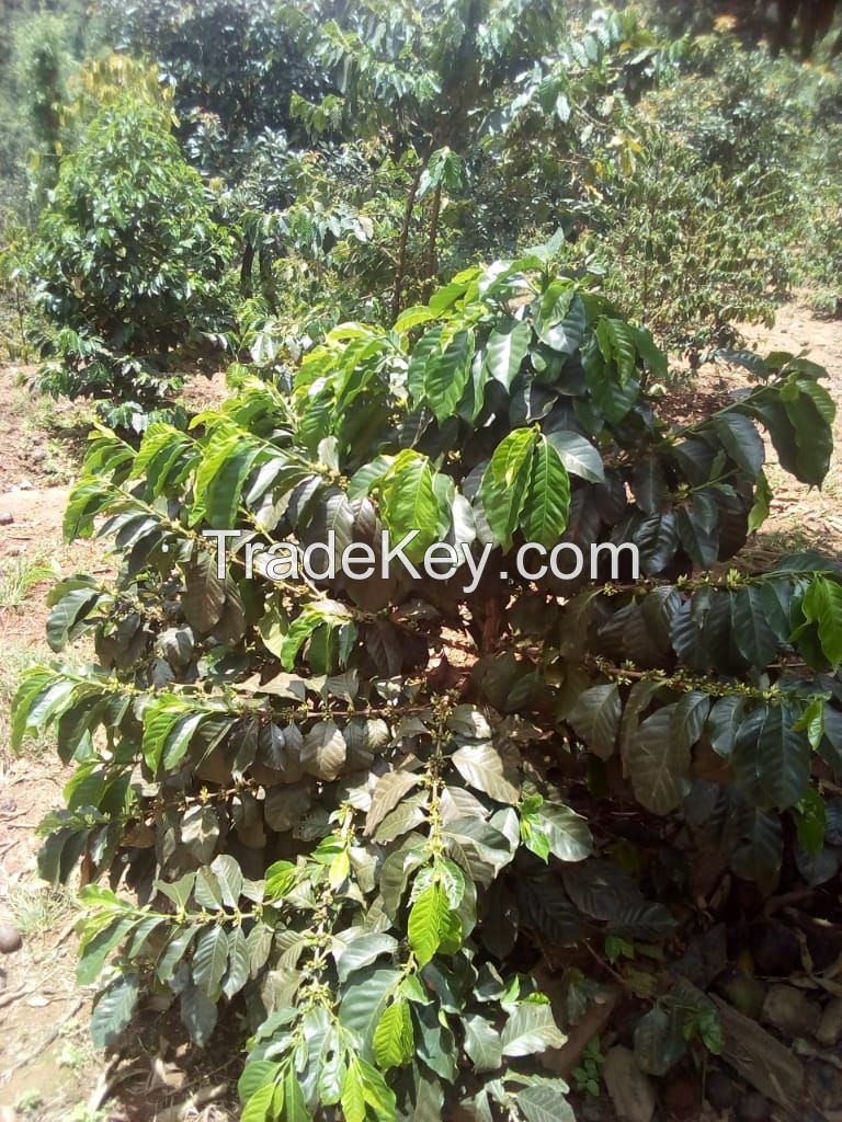 Arabica Green Coffee Beans