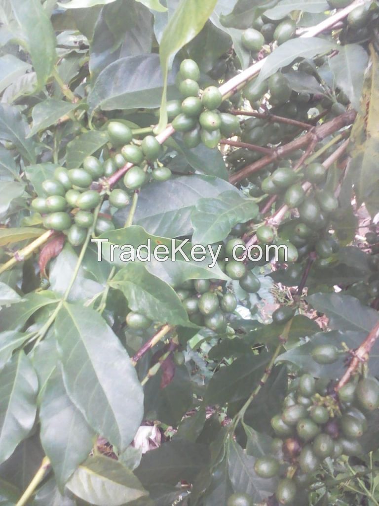 Arabica Green Coffee Beans