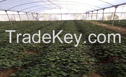 Sweet Potatoes