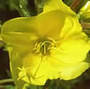 evening primrose oil