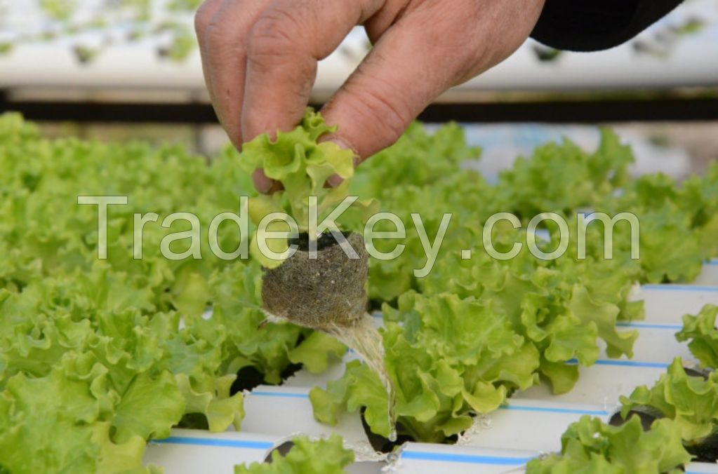 GREENHOUSE HYDROPONIC SYSTEM PEAT PELLET DISC BLOCK PLANT VEGETABLE FRUIT GROWING MEDIA