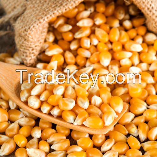 organic dried yellow corn