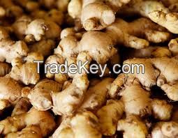 Ginger (fresh, sun dried, powder)