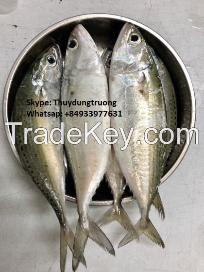 Frozen Indian Mackerel