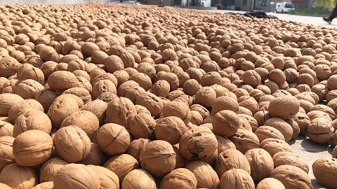 High quality dry in-shell walnut from Chinese origin supplier