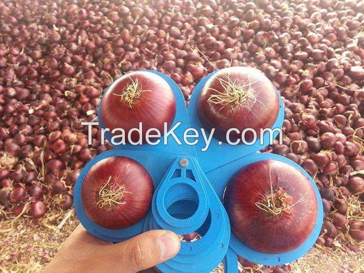 RED ONION 