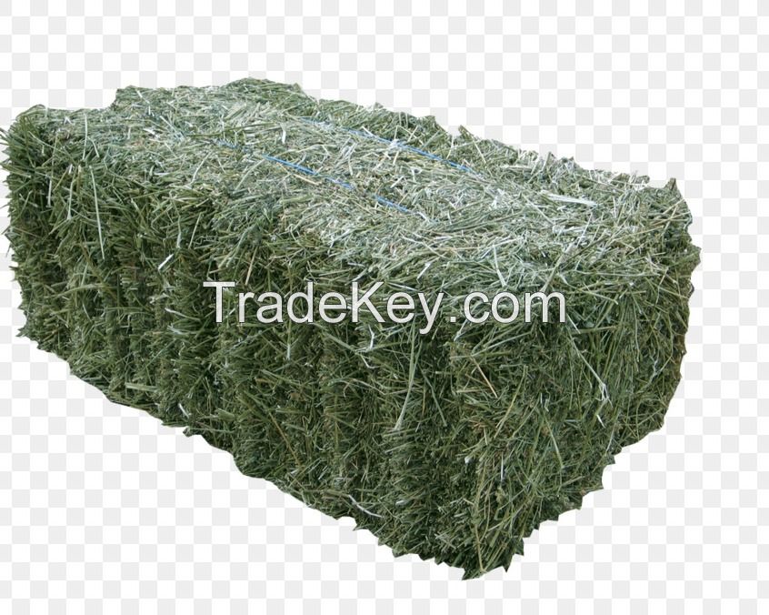 Alfalfa Hay/ Natural Alfalfa Hay Bales