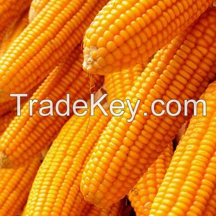 Dry Maize/ Dried Yellow Corn/Dried Sweet Corn