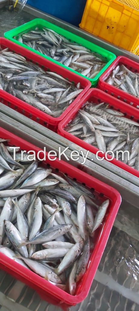 Black Squid, Bullet Tuna, Horse Markerel, Indian Markerel, Black PomPret, Sardine.....etc...